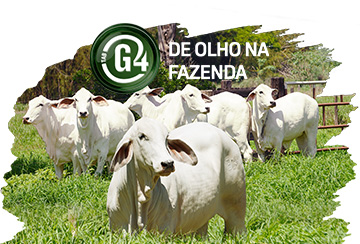 LEILÃO TABG4 NOVILHOTAS